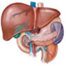 liver and colon